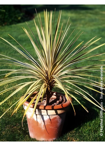 CORDYLINE australis TORBAY DAZZLER