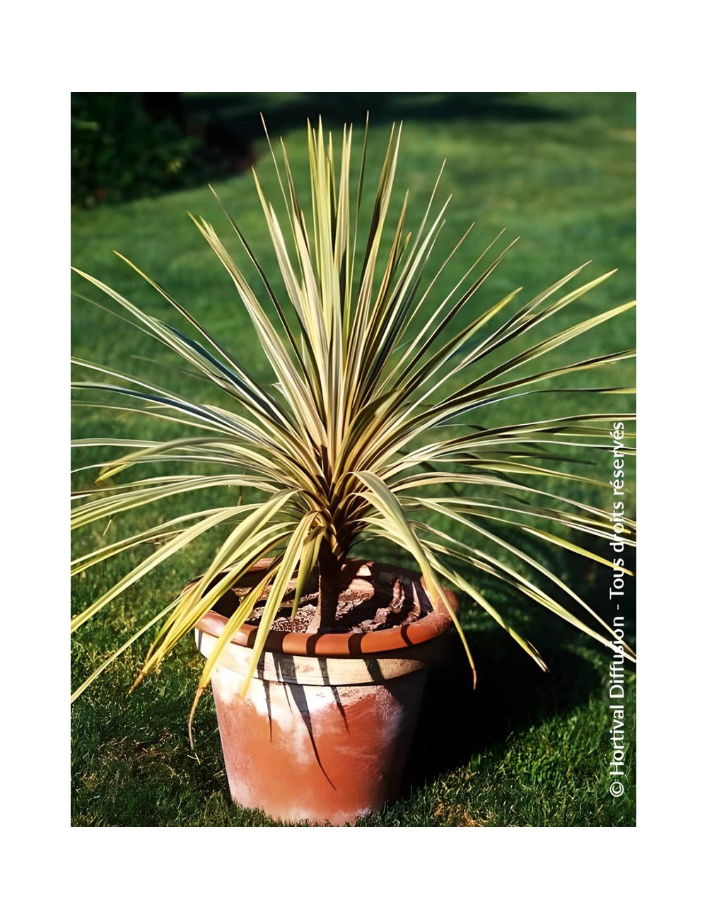 CORDYLINE australis TORBAY DAZZLER