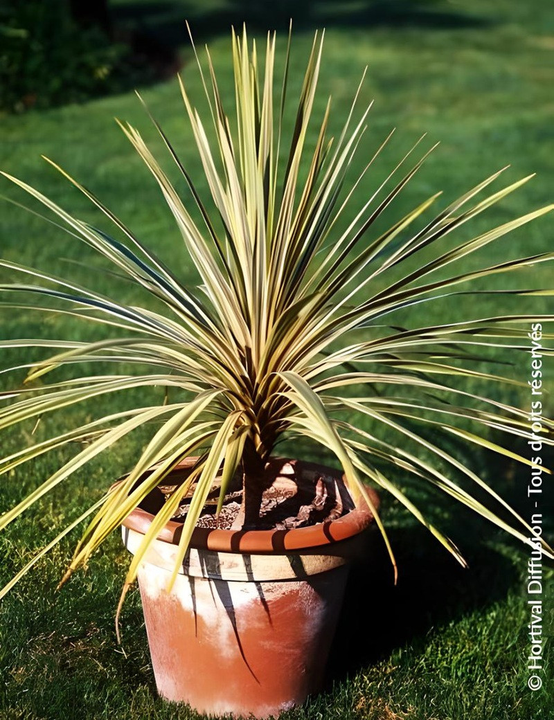 CORDYLINE australis TORBAY DAZZLER