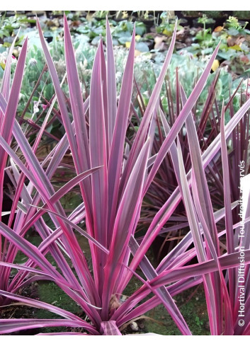 CORDYLINE SOUTHERN SPLENDOUR