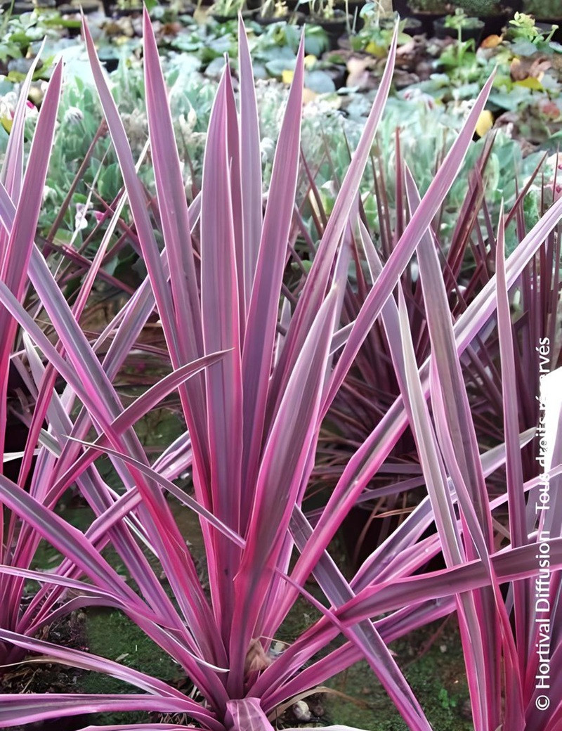 CORDYLINE SOUTHERN SPLENDOUR CORDYLINE SOUTHERN SPLENDOUR