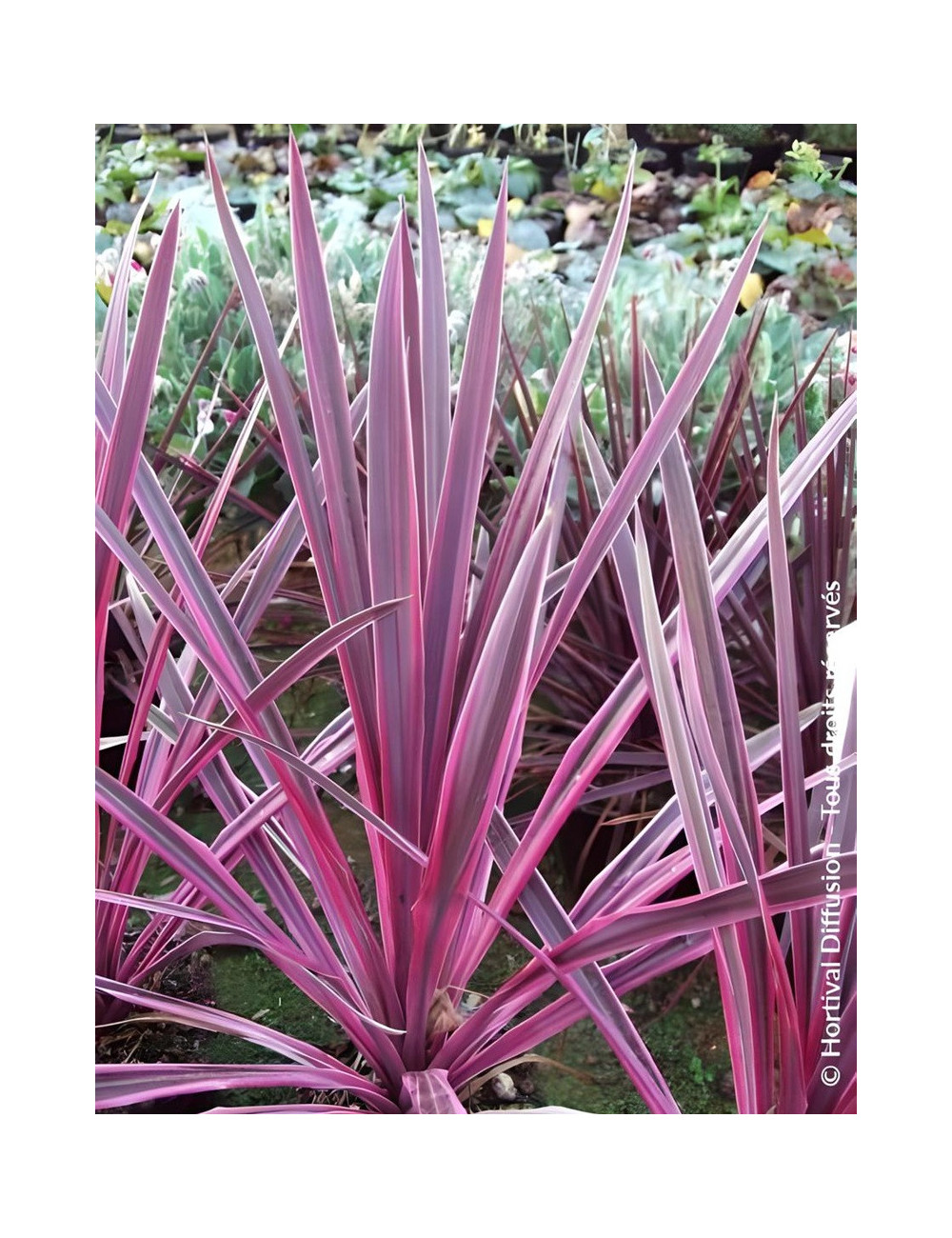 CORDYLINE SOUTHERN SPLENDOUR