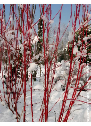 CORNUS alba BATON ROUGE