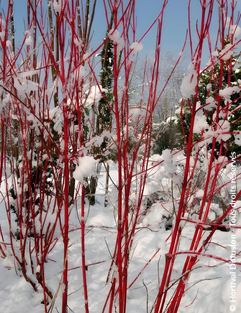 CORNUS alba BATON ROUGE