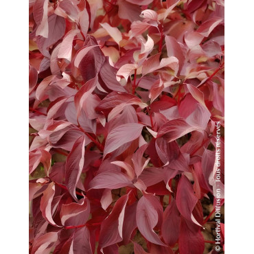CORNUS alba BATON ROUGE