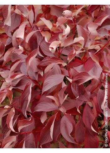 CORNUS alba BATON ROUGE