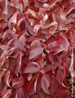 CORNUS alba BATON ROUGE
