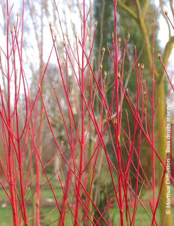 CORNUS alba BATON ROUGE
