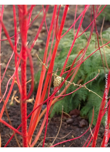 CORNUS alba BATON ROUGE