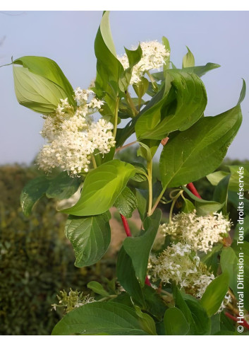CORNUS alba BATON ROUGE