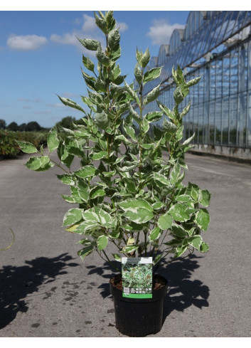 CORNUS alba ELEGANTISSIMA En pot de 4-5 litres buisson hauteur 040-060 cm