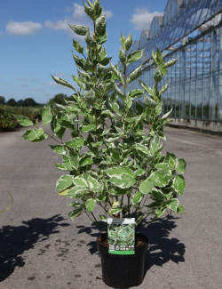CORNUS alba ELEGANTISSIMA En pot de 4-5 litres buisson hauteur 040-060 cm