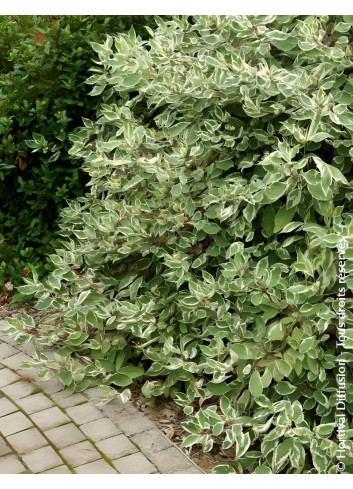 CORNUS alba ELEGANTISSIMA