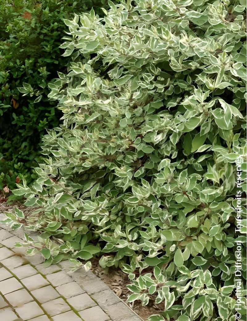 CORNUS alba ELEGANTISSIMA CORNUS alba ELEGANTISSIMA