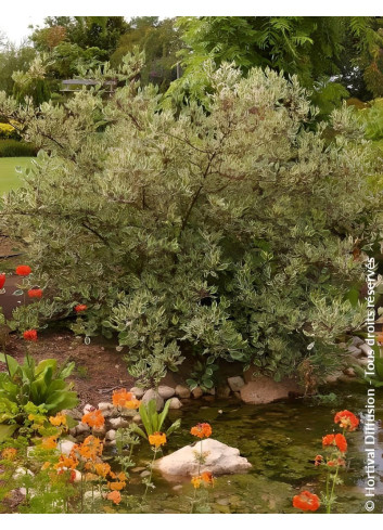 CORNUS alba ELEGANTISSIMA