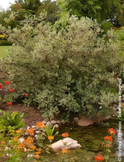 CORNUS alba ELEGANTISSIMA