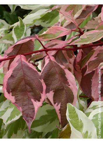 CORNUS alba ELEGANTISSIMA