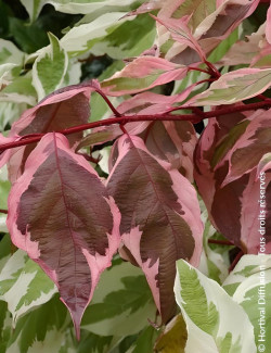 CORNUS alba ELEGANTISSIMA