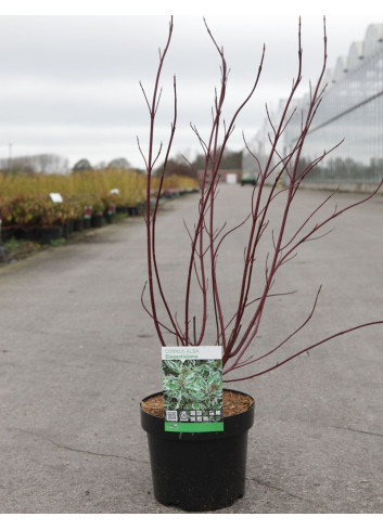 CORNUS alba ELEGANTISSIMA En pot de 4-5 litres buisson hauteur 040-060 cm