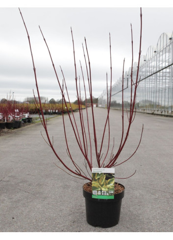 CORNUS alba GOUCHAULTII En pot de 3-4 litres buisson hauteur 040-060 cm
