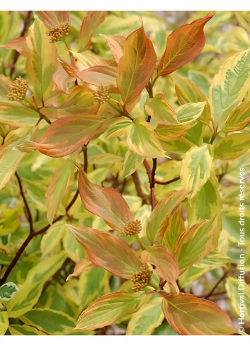 CORNUS alba GOUCHAULTII