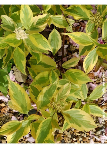 CORNUS alba GOUCHAULTII