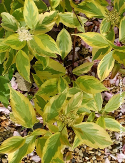 CORNUS alba GOUCHAULTII