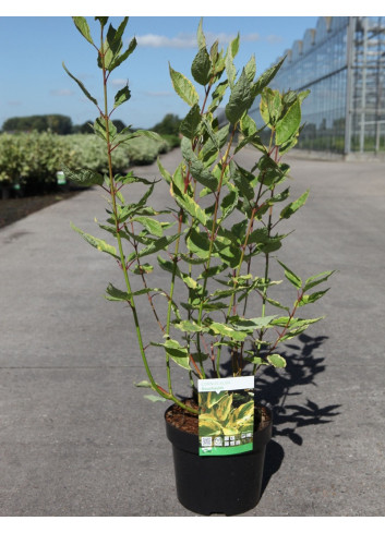 CORNUS alba GOUCHAULTII En pot de 3-4 litres buisson hauteur 040-060 cm