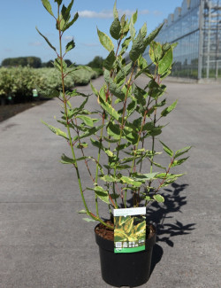 CORNUS alba GOUCHAULTII En pot de 3-4 litres buisson hauteur 040-060 cm