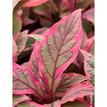 CORNUS alba MIRACLE
