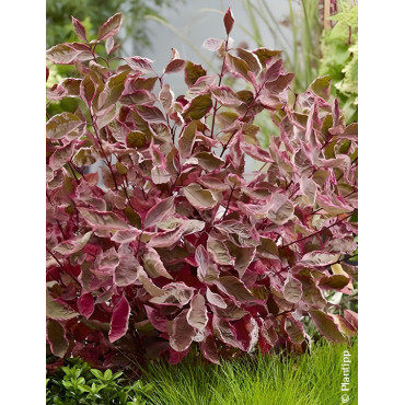 CORNUS alba MIRACLE