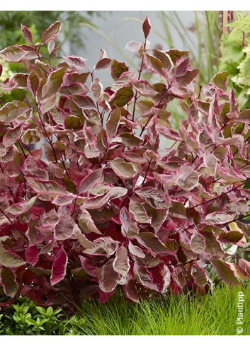 CORNUS alba MIRACLE