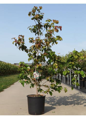 CORNUS controversa En pot de 15-20 litres buisson hauteur 125-150 cm