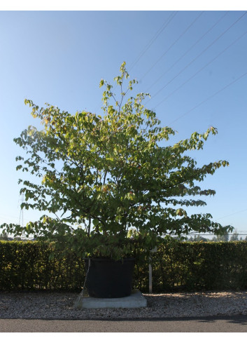 CORNUS controversa En pot de 280-310 litres cépée hauteur 300-350 cm