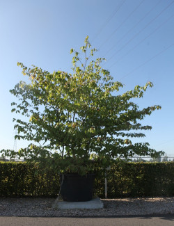 CORNUS controversa En pot de 280-310 litres cépée hauteur 300-350 cm
