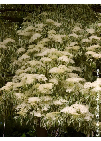 CORNUS controversa VARIEGATA