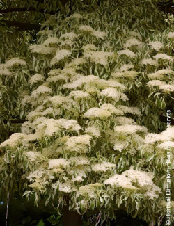 CORNUS controversa VARIEGATA