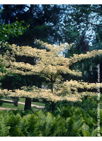 CORNUS controversa VARIEGATA