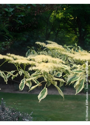 CORNUS controversa VARIEGATA