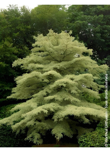 CORNUS controversa VARIEGATA