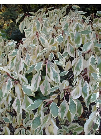 CORNUS controversa VARIEGATA