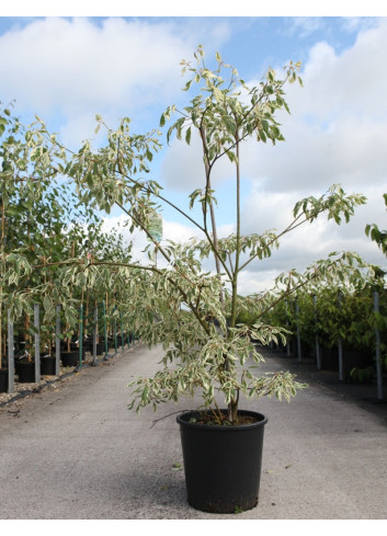 CORNUS controversa VARIEGATA En pot de 25-30 litres buisson hauteur 125-150 cm