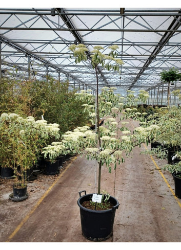 CORNUS controversa VARIEGATA En pot de 35-50 litres buisson hauteur 150-175 cm