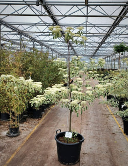 CORNUS controversa VARIEGATA En pot de 35-50 litres buisson hauteur 150-175 cm