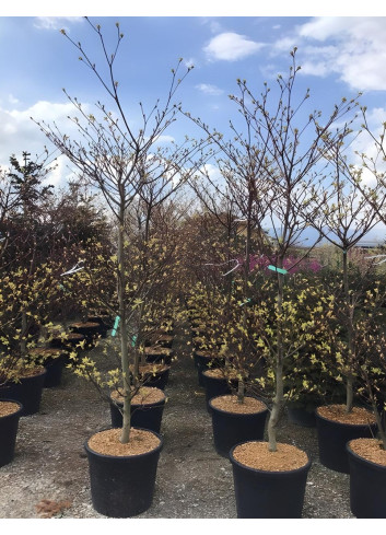 CORNUS controversa VARIEGATA En pot de 70-90 litres buisson hauteur 175-200 cm
