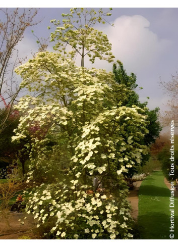 CORNUS EDDIE'S WHITE WONDER