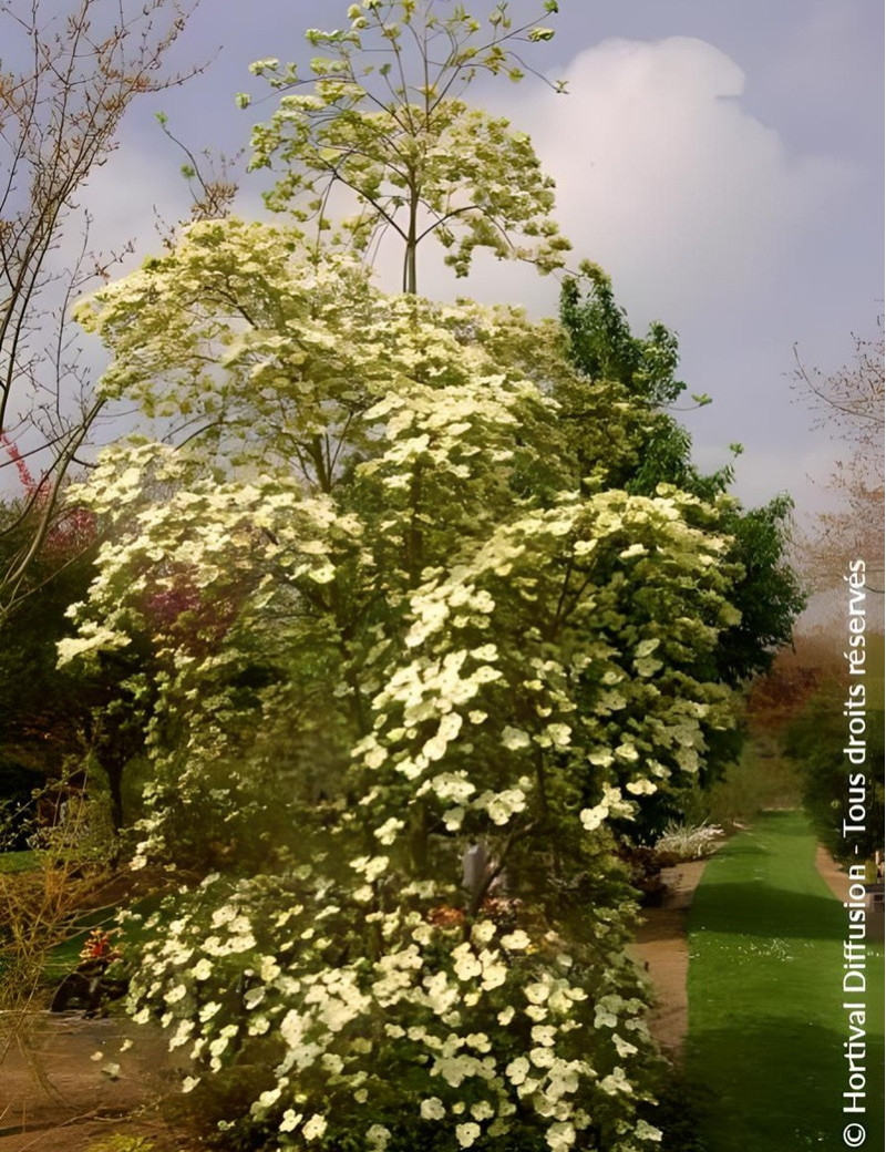 CORNUS EDDIE'S WHITE WONDER CORNUS EDDIE'S WHITE WONDER