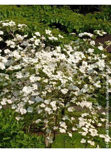 CORNUS EDDIE'S WHITE WONDER