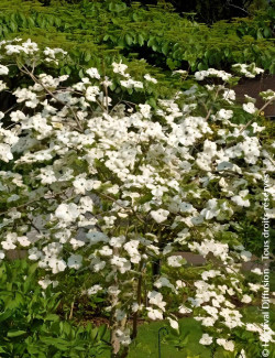 CORNUS EDDIE'S WHITE WONDER