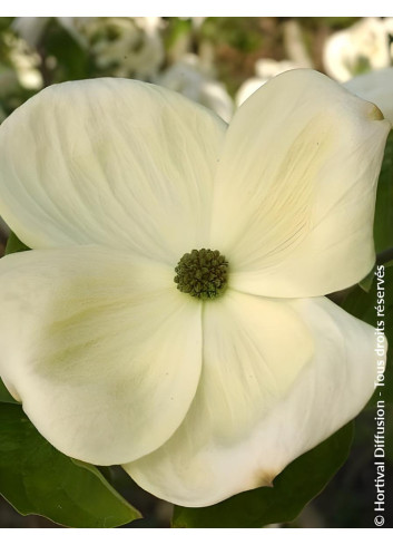 CORNUS EDDIE'S WHITE WONDER